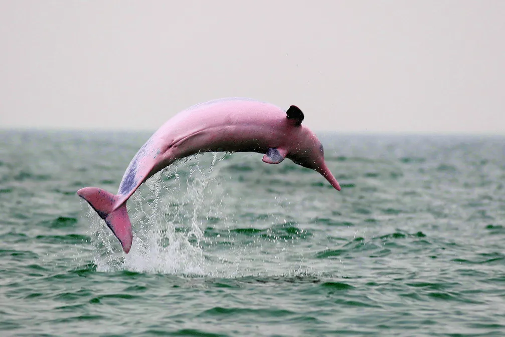 f2ca55167ac72ec5fbde6a29eea2665a-sz_992392-1