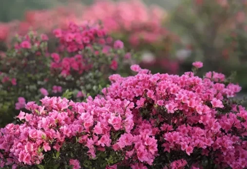 f4c785a9b2bc942ec575c0e003e3bf64-sz_464589