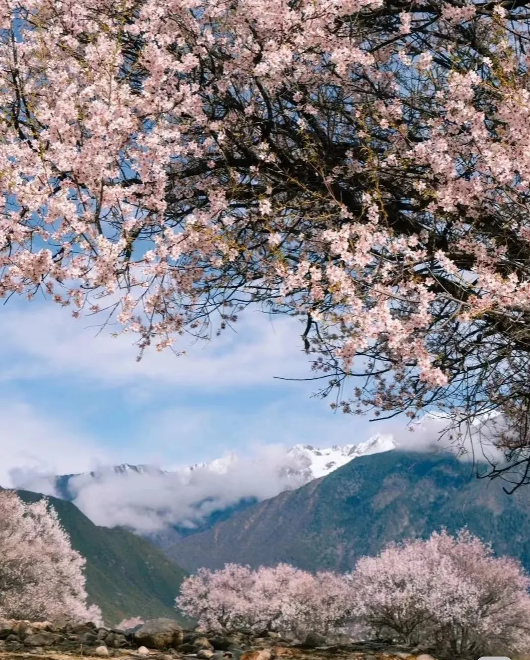 f83044f91fdf9eef2320c9eb8f69be5c-sz_563763-1