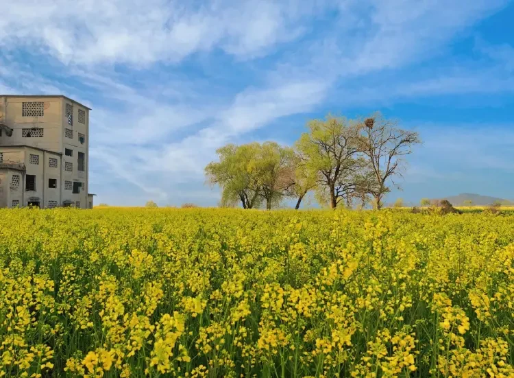 f9740d18343b036665df7747d632c593-sz_519495