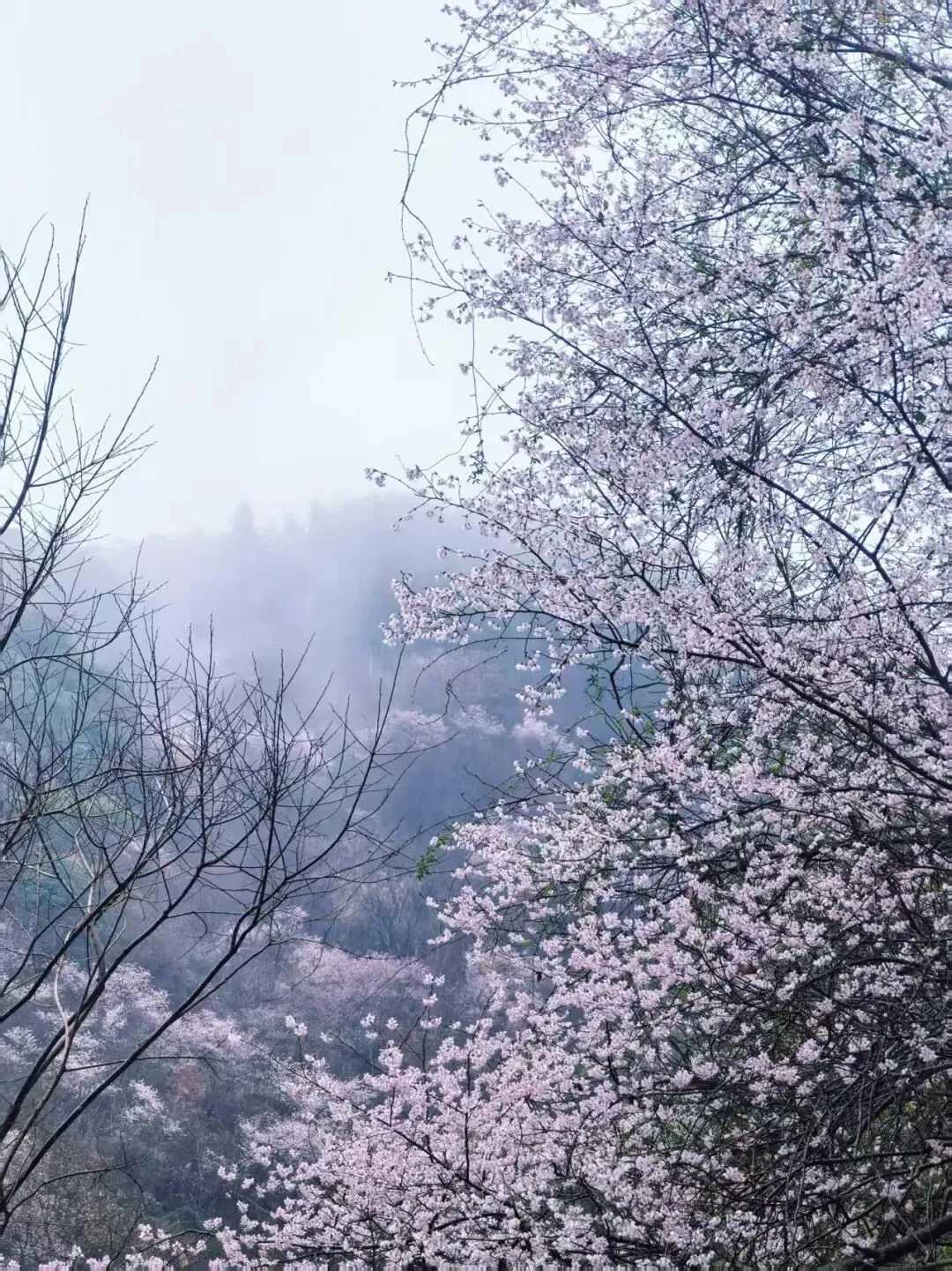 fa2d7306f9f189bc451102913200417c-sz_426748