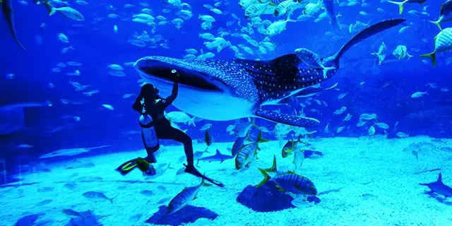 ffade5feeb51fbb721a73ee6be84c26f-sz_45471