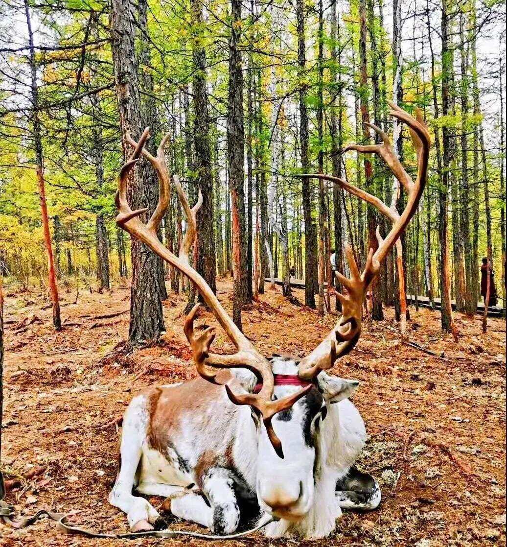 【A3:漠北草原】黑蒙终极边疆·12日史诗穿越，横跨两省十城，三次国境奇遇，眼观中俄朝，尽览漠北草原极光，解锁中国版图最北端的极致震撼！