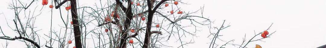 00000000WTfbxFSfuUamAAro