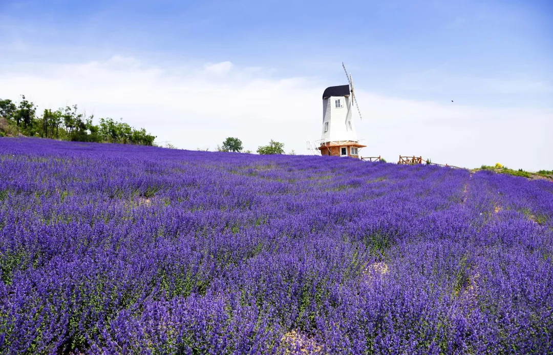 06b07a04637d9d227e20a08929866c1a-sz_1834649