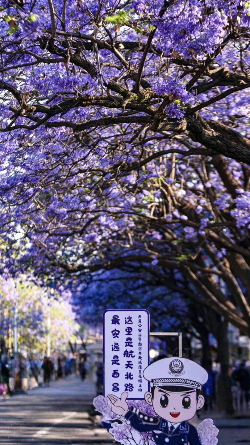 084a8f74e50a1368ed871e490bb13d7d-sz_4368667