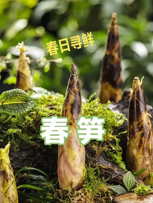 098655f9897fe58eeb8e111251191252-sz_949150