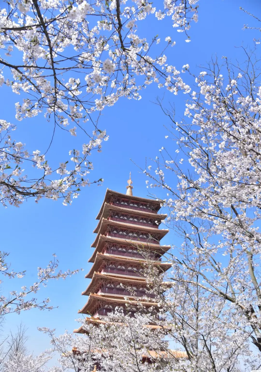 0e2228137cd728c96dfd6f68efa9ef17-sz_455330