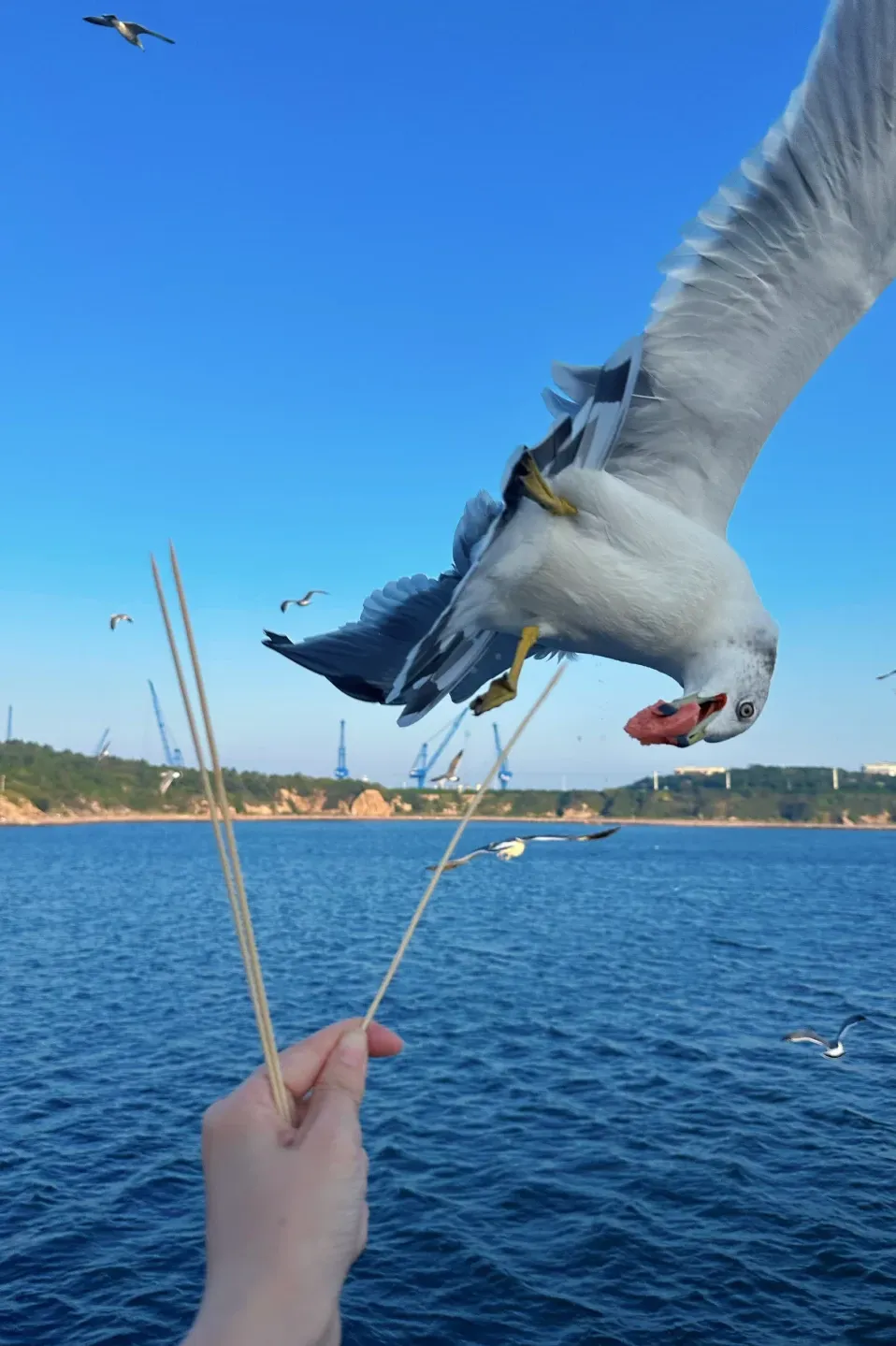 29ea089ba33c66df0702c591651af8fc-sz_1232666