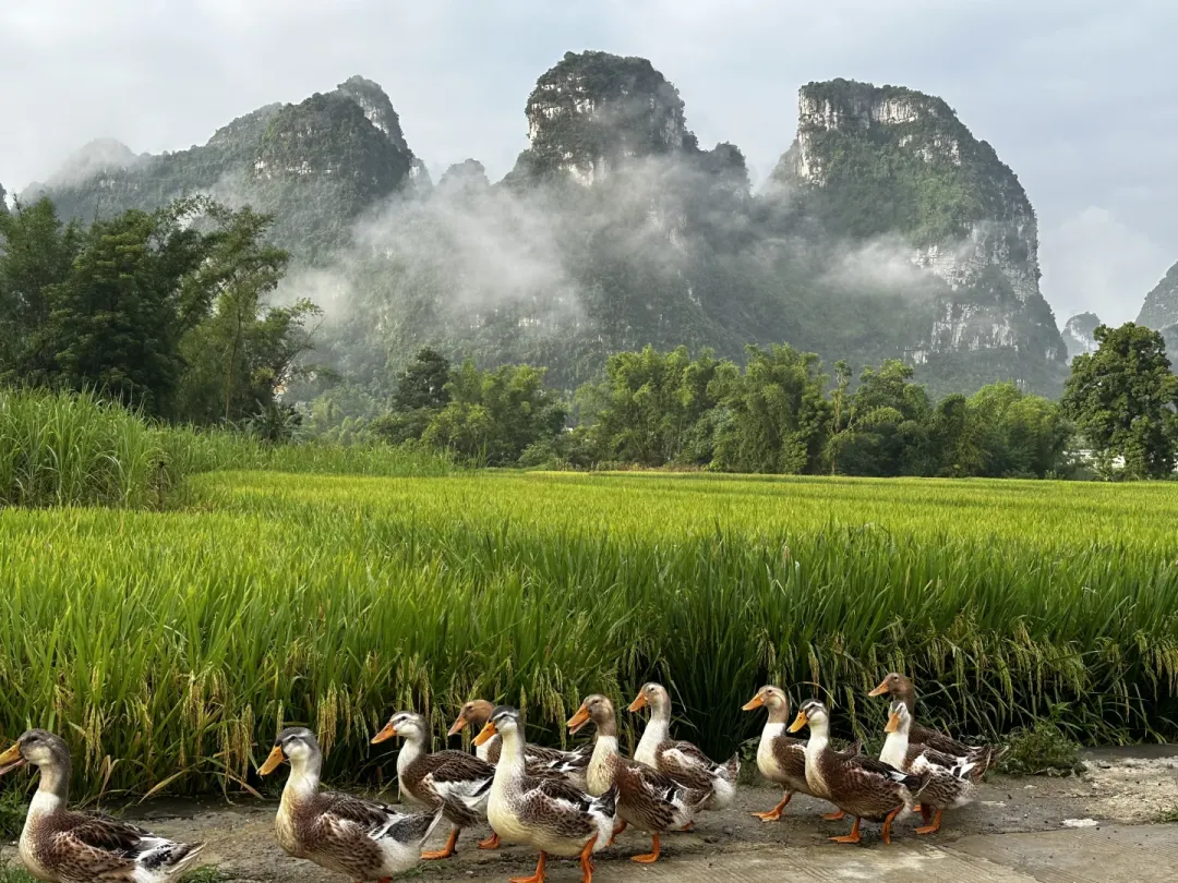 343d566561666886971e4917f4ed0d6a-sz_3483183