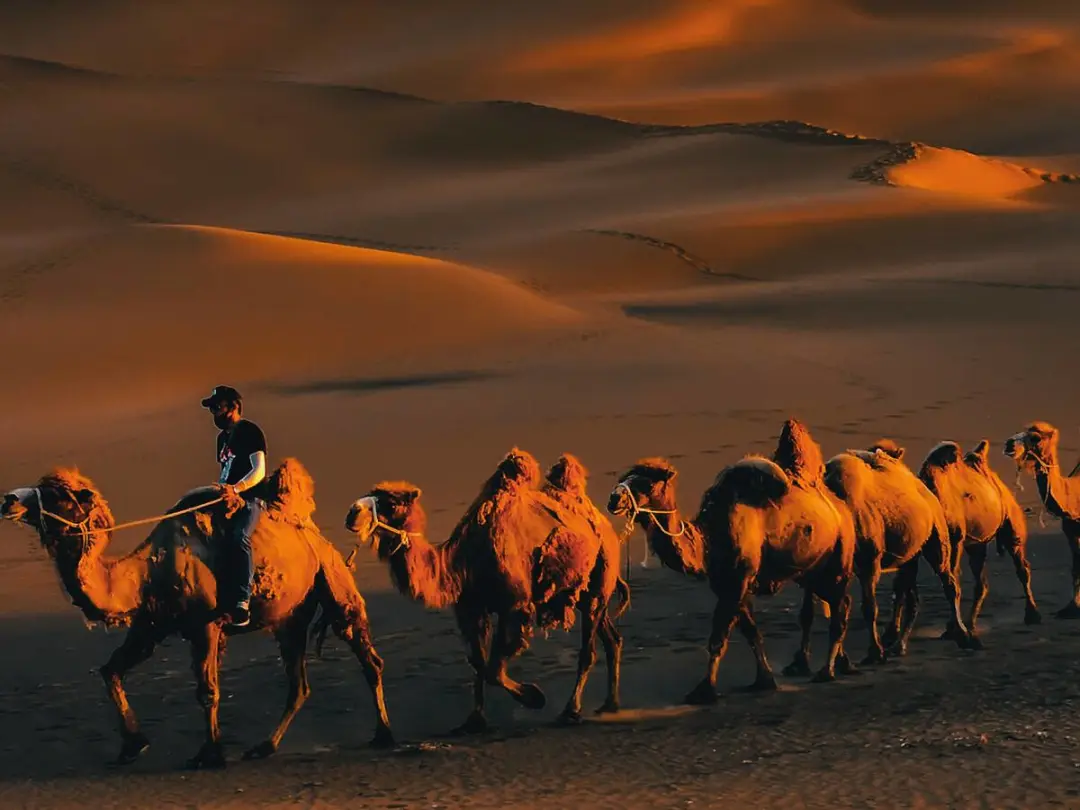 36fb5291107962733d235ec0b413798d-sz_95343