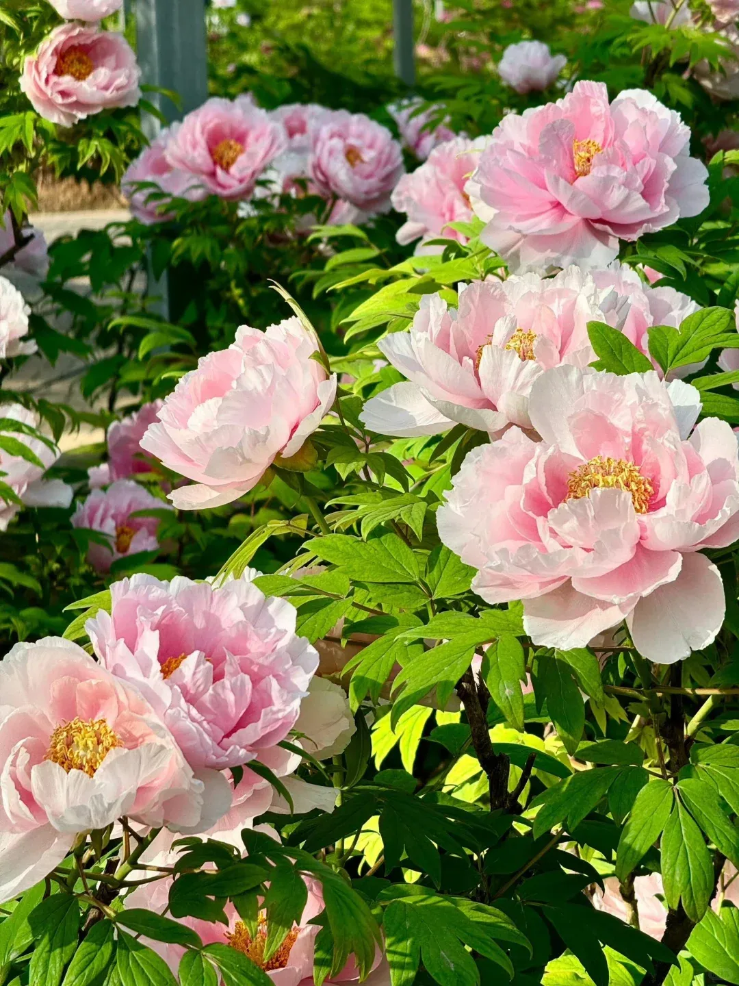 450b700a66cbdba3de18766ac50eab8b-sz_2762306