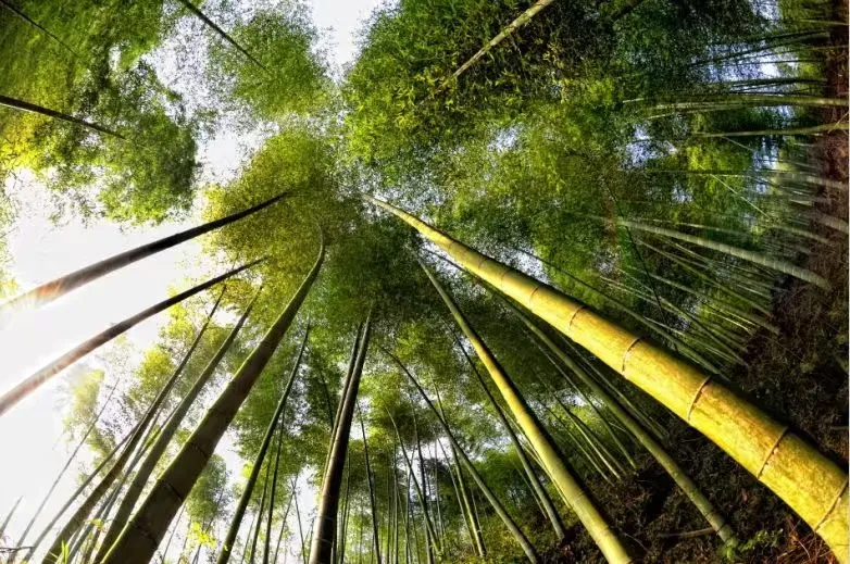 47027a5d3f604b1a5f5972af2648f8ce-sz_1134500