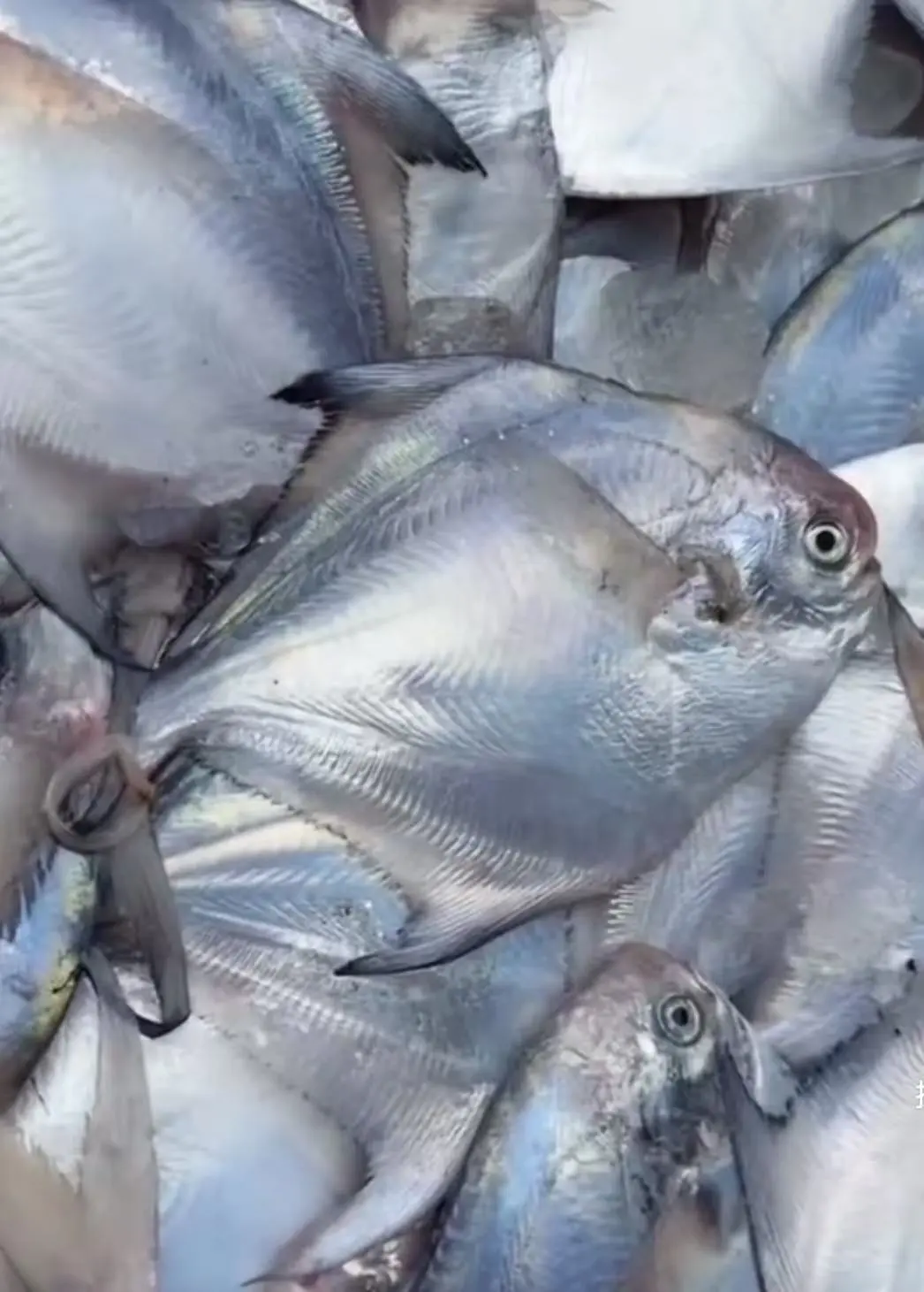 4d399abc0e5429f2b09c38bfbc6f5abb-sz_122922-1