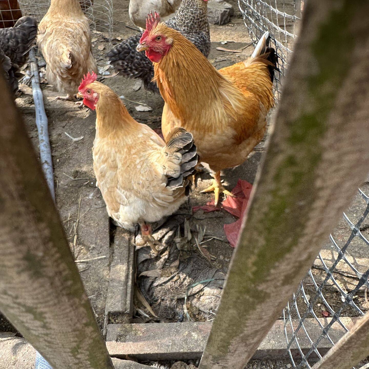 4fc1086796150b2d8cf14903b4b37ef9-sz_400450