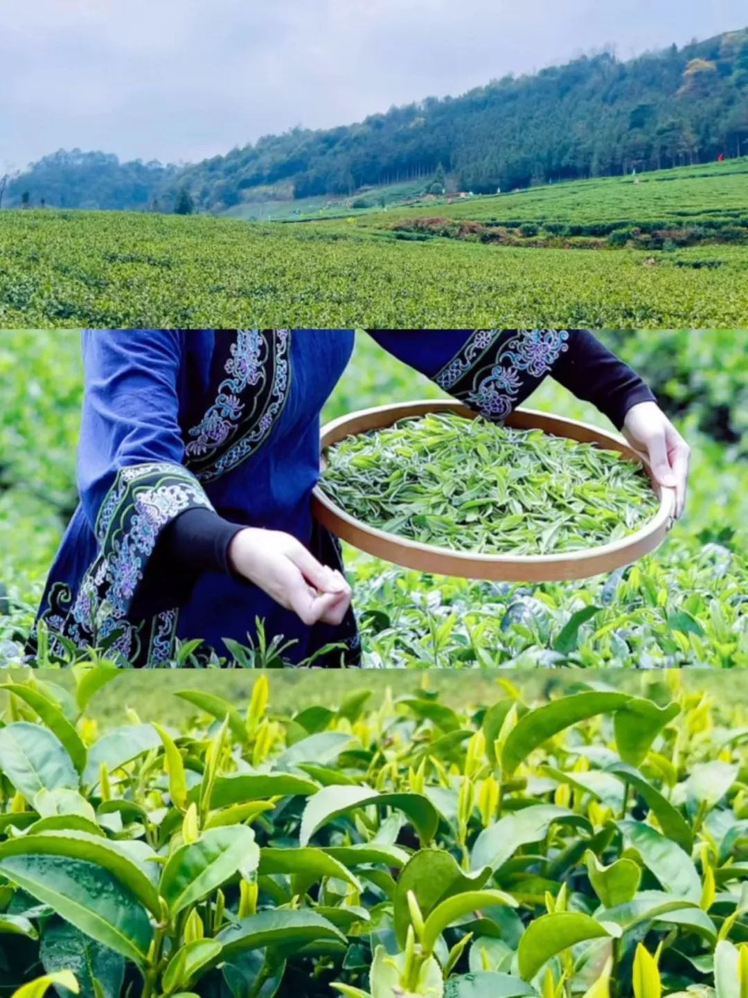 53a36e2250d6eabce4818e17f55ccb7c-sz_5253648