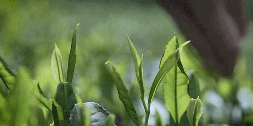 54c96aad19c918c58ed1317840ee4013-sz_3274812