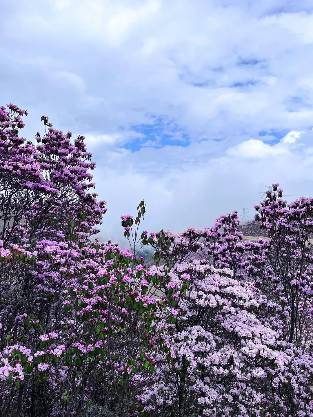 5b02a40711dddd63c845a2009b2f1c97-sz_3100427