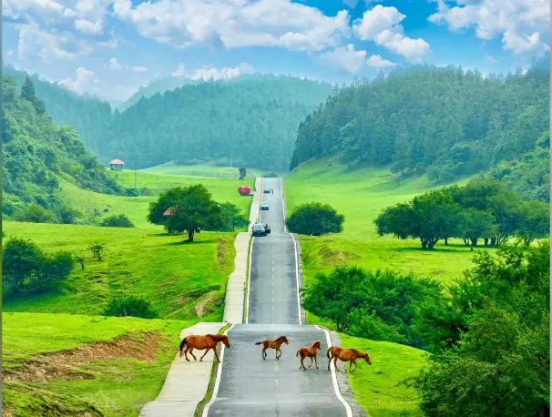 68e2993707840acc611ede2ebba33797-sz_592811