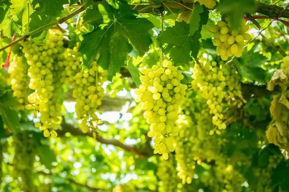 6968f866945a1c17f229833637149a92-sz_612570