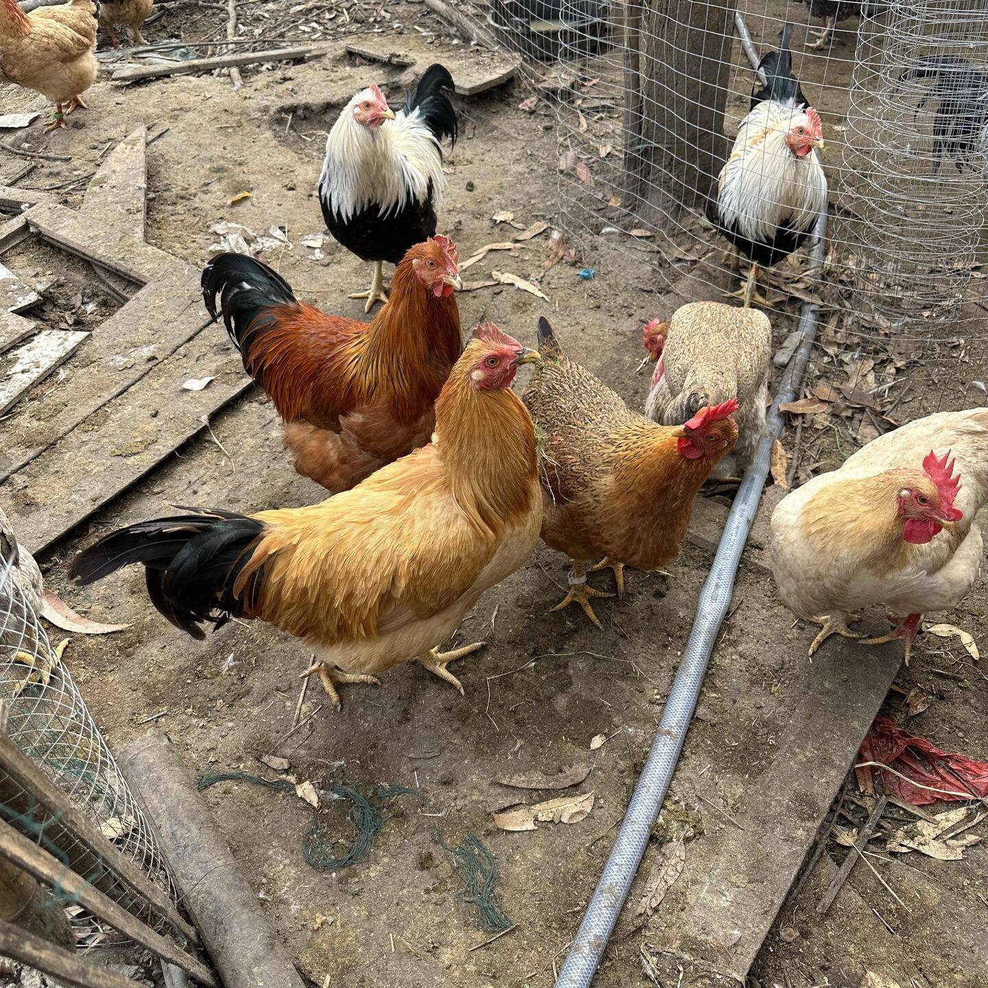 79396cdac7de2e84a210aadd906fb2f2-sz_669304