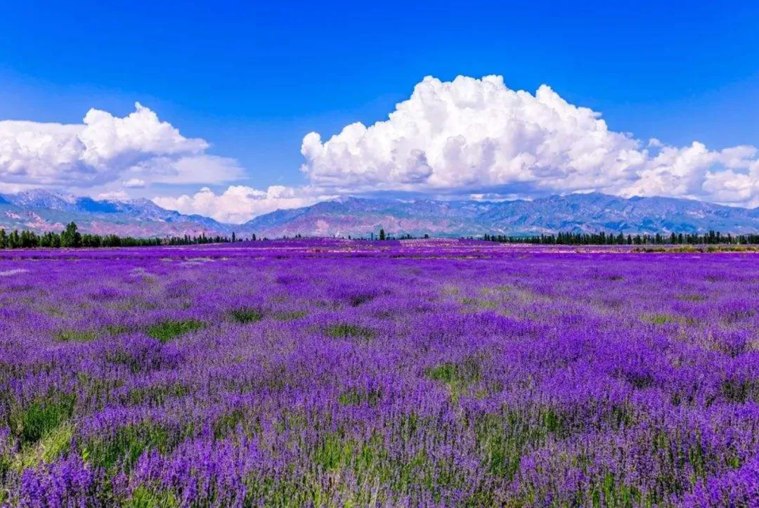 7a235da35e769f56e3f8904c9f3a6d14-sz_2897116