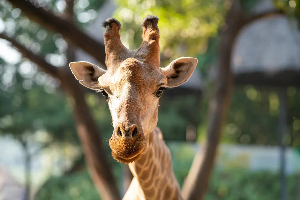 843421022cd6b2177d51d4c7b76052ce-sz_408044