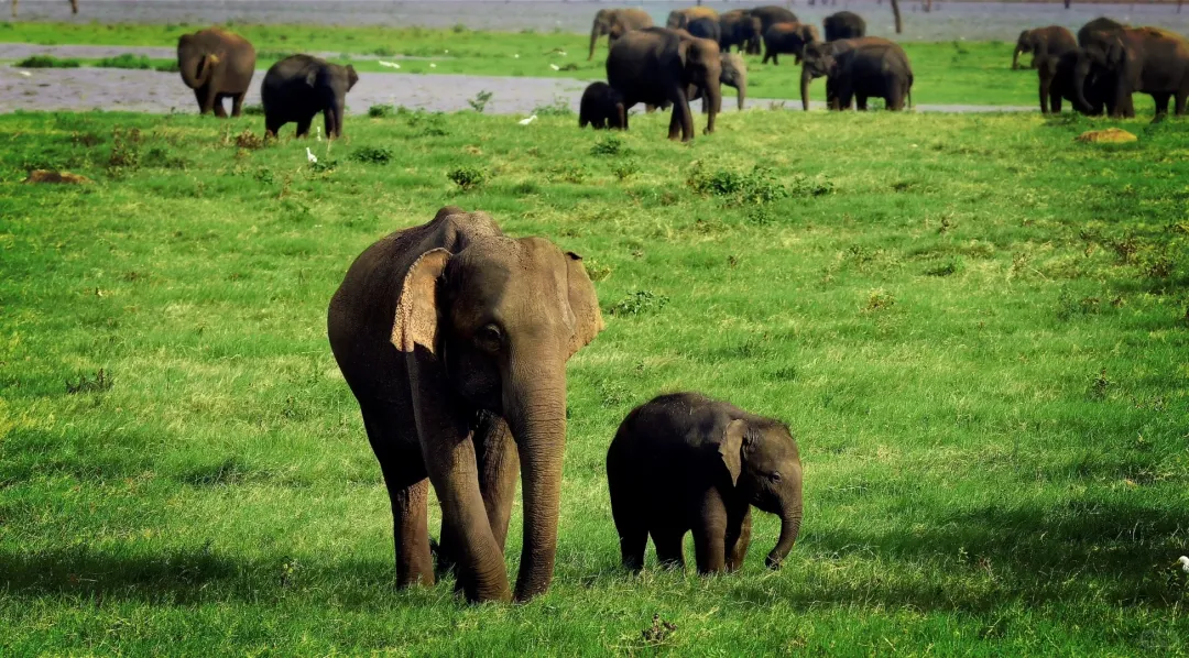 89107985f8666a8b4e5ff7732fb82716-sz_906213