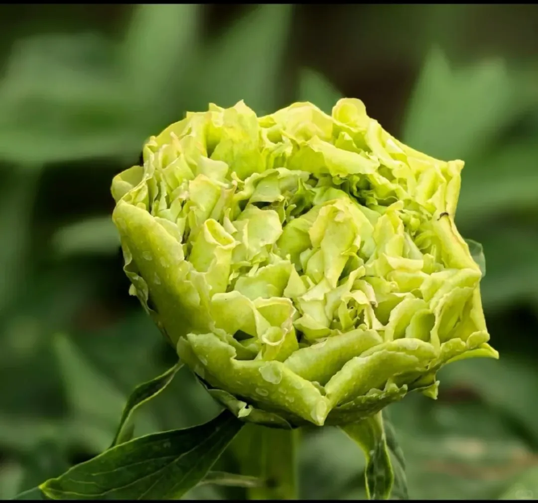 8a490761d031b9cf56857c2753fe3f2a-sz_1241886