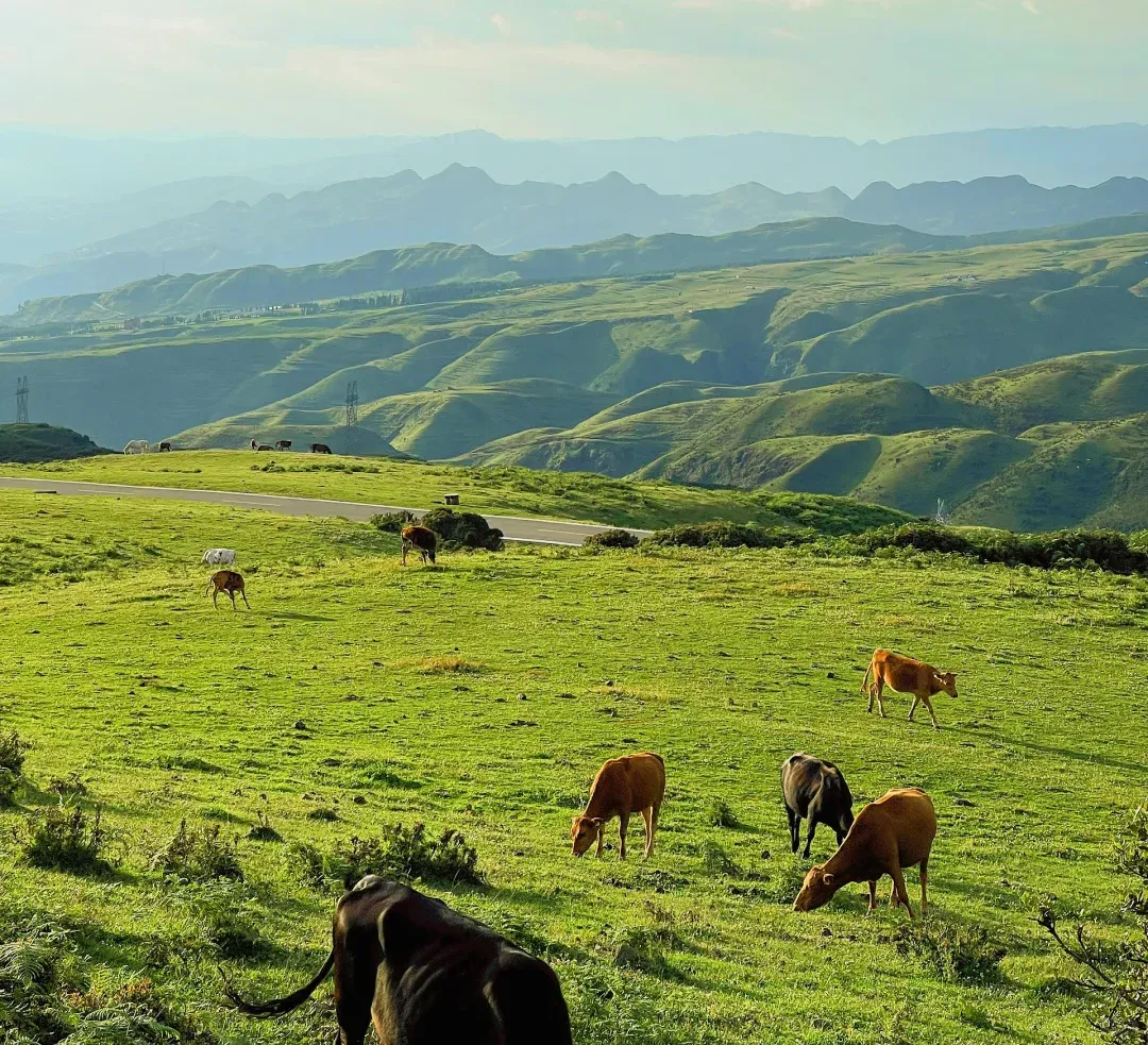 9981f19ebabe38f231658cd03d55a972-sz_2411771-1