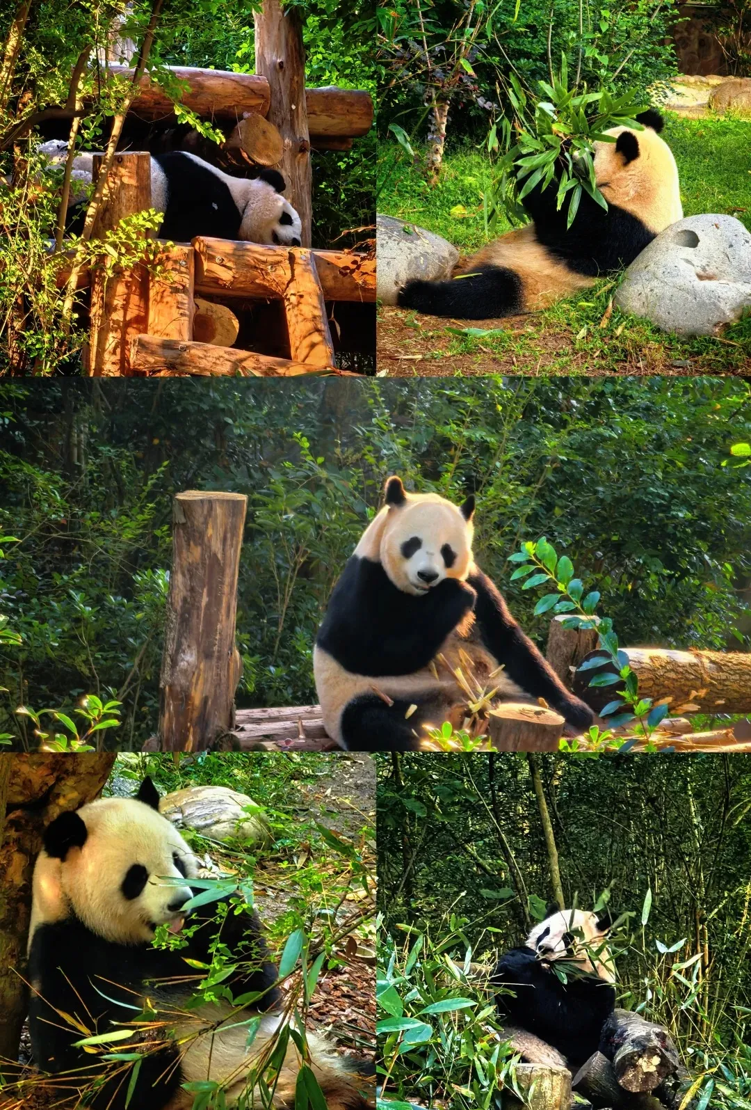 a709bddc27a5ece525000a25e36fa4bd-sz_826413