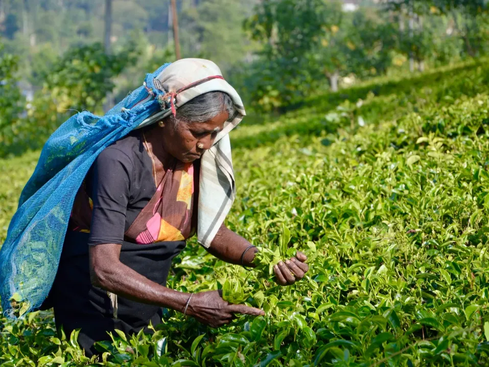 bf48f350ced2f232b8e874a3a4f4a003-sz_596908