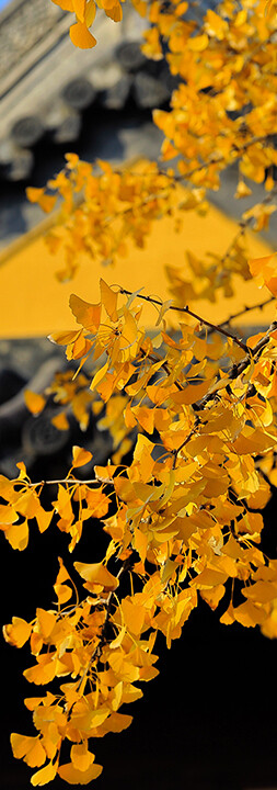 c405b8b6bbdc67cbcd7b005edf49e532_sz-873174