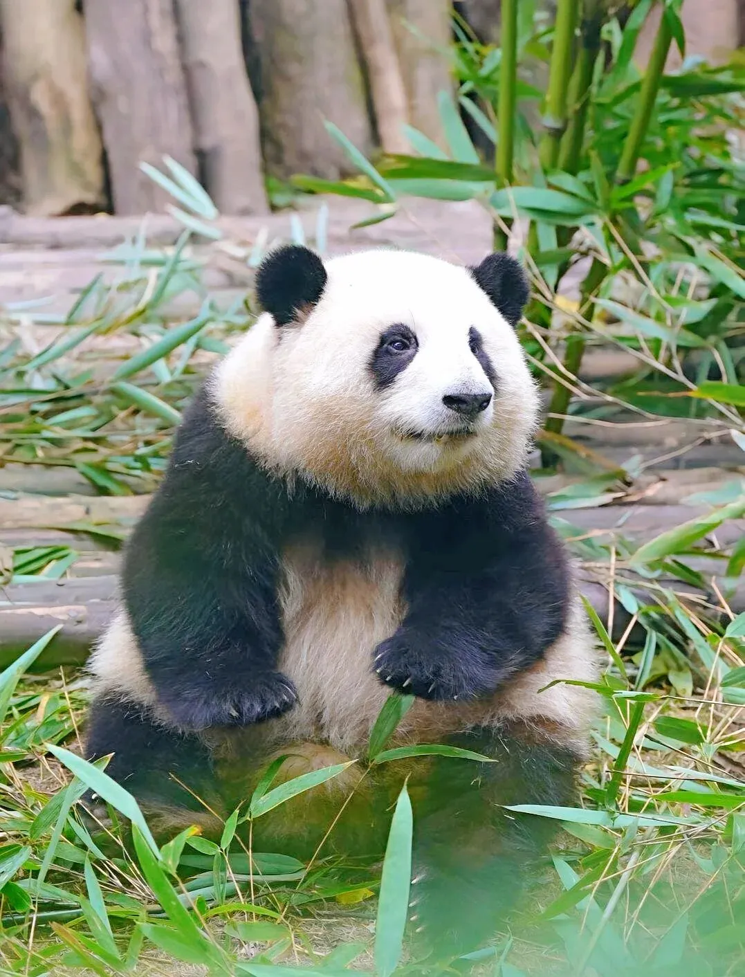 ca73042e2d52e263163fa7ce32b8993d-sz_393686