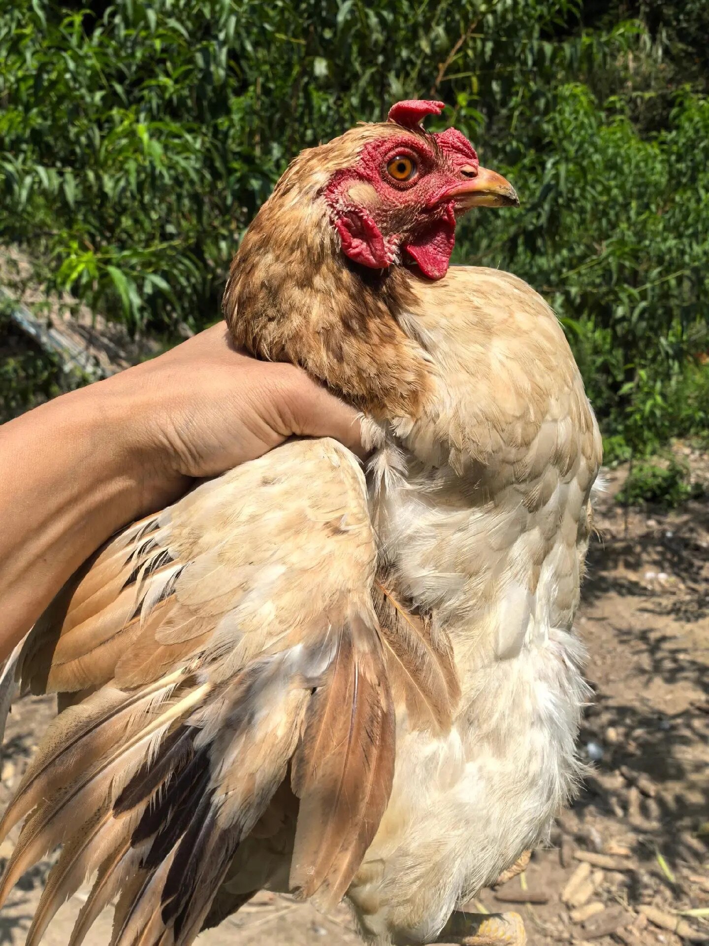 d1bf1151d792e0f56eccc46b83c09dc3-sz_807409