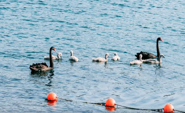 e36b327f2b47cd60526b2aadd9631375-sz_779640