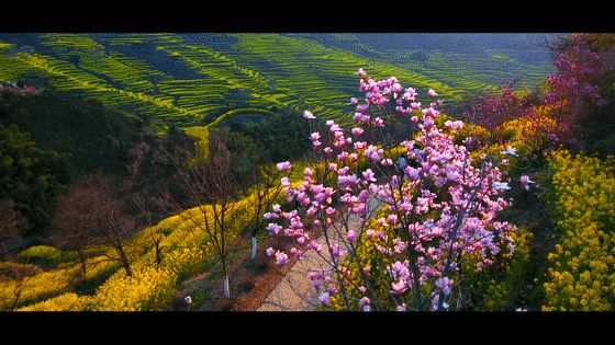 G1:水墨丹青三清山·夜游望仙谷·篁岭赏花·景德镇 上海自组❤20人起双高准四星/携程 四钻品质纯玩4日游