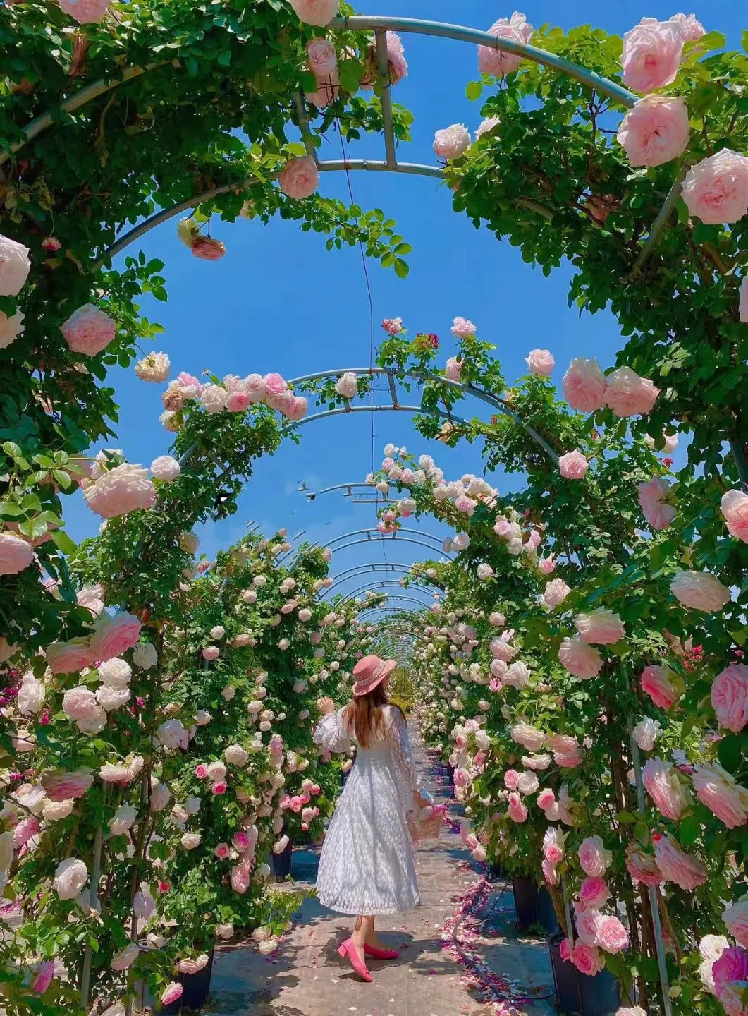 f4b71a894c9e8607e9c7e2cae1f0f2ca-sz_3901712