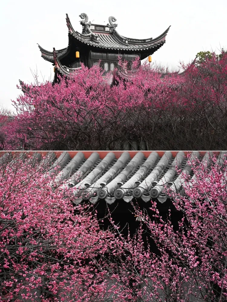 fe8812499bc8da402812da9fe54c245a-sz_790955